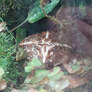 Chaco horned frog