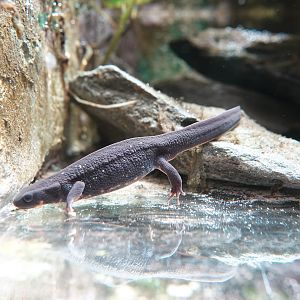 Amami sword-tailed newt