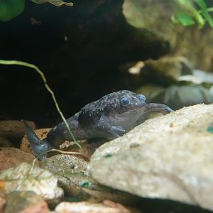 African clawed frog