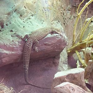 Spiny-tailed monitor