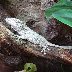 Western bearded anole