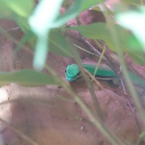 Island day gecko