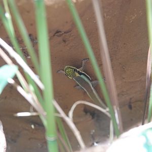 Yellow-headed day gecko