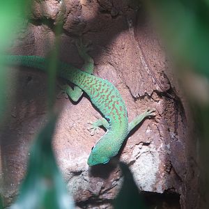 Peacock day gecko