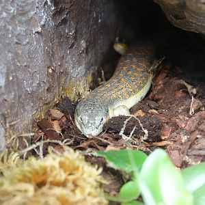 Schneider's skink