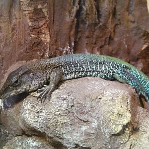 Giant ameiva