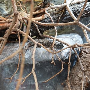 Northern curly-tailed lizard