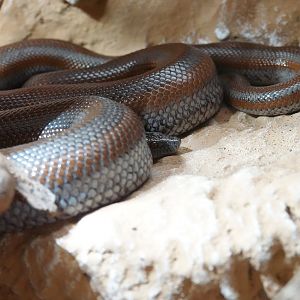 Desert rosy boa