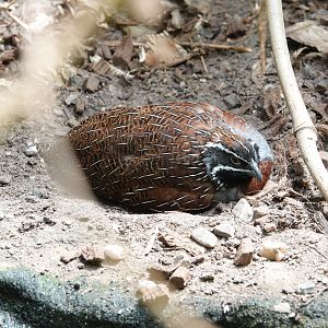 Madagascar partridge