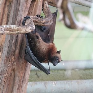 Malagasy flying fox