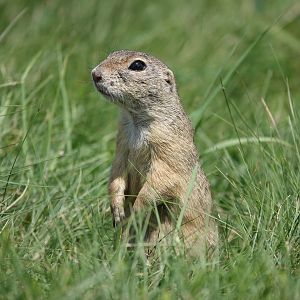 European ground squirrel