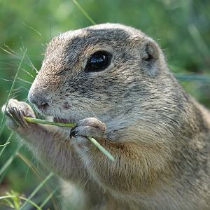 European ground squirrel