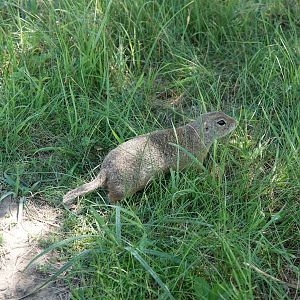 European ground squirrel