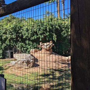 Safari Park - Cheetah