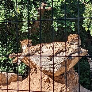 Safari Park - Cheetah