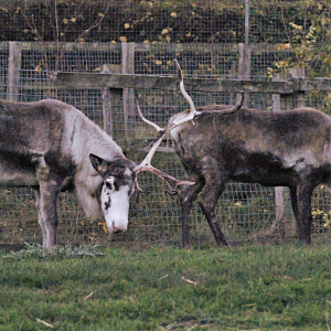 Reindeer - Beale Wildlife Park 2022