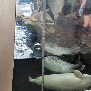 New England Aquarium - Harbor Seals