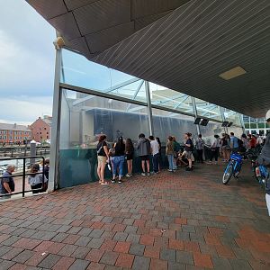 New England Aquarium - Harbor Seals