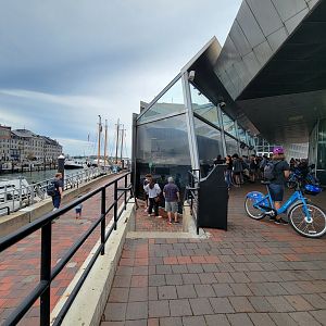 New England Aquarium - Harbor Seals