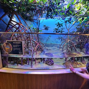 New England Aquarium - Tank in shark area