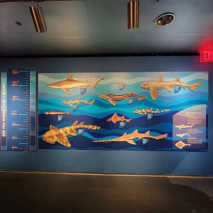 New England Aquarium - Shark mural