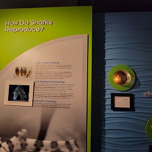 New England Aquarium - How do sharks reproduce?