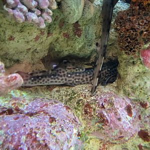 New England Aquarium - Marbled coral catsharks, epaulette shark