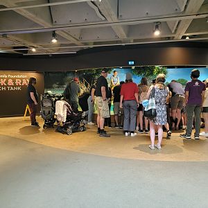 New England Aquarium - Shark & Ray touch tank