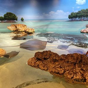 New England Aquarium - Shark & Ray touch tank