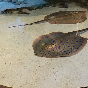New England Aquarium - Shark & Ray touch tank