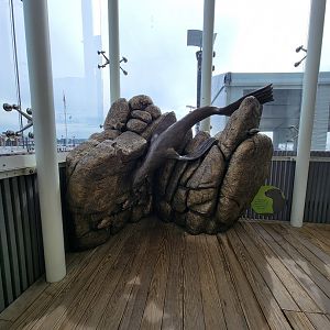 New England Aquarium - Fur seal statue