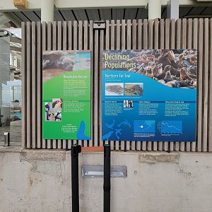 New England Aquarium - Pinniped info