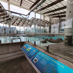New England Aquarium - Northern fur seal, California sea lion pool
