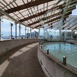 New England Aquarium - Northern fur seal, California sea lion pool
