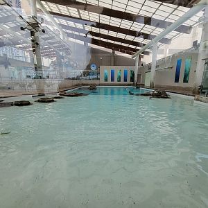 New England Aquarium - Northern fur seal, California sea lion pool