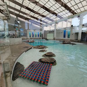 New England Aquarium - Northern fur seal, California sea lion pool