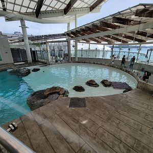 New England Aquarium - Northern fur seal, California sea lion pool