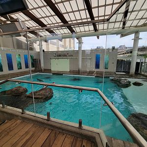 New England Aquarium - Northern fur seal, California sea lion pool