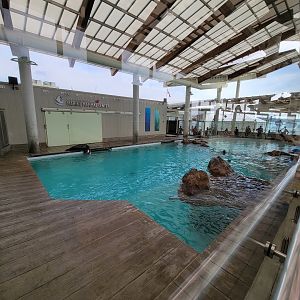 New England Aquarium - Northern fur seal, California sea lion pool