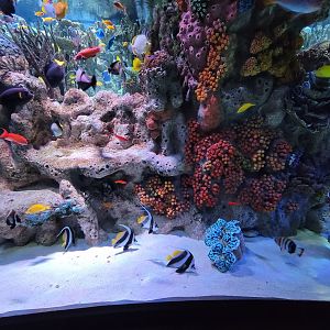New England Aquarium - Main community tropical tank