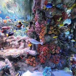 New England Aquarium - Main community tropical tank