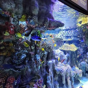 New England Aquarium - Main community tropical tank