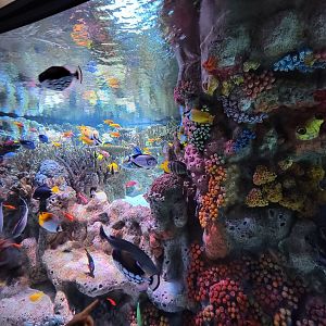 New England Aquarium - Main community tropical tank