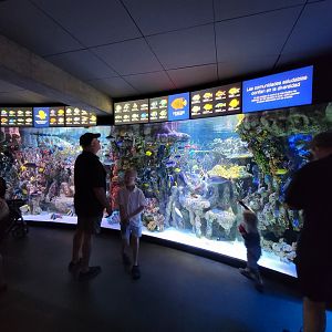 New England Aquarium - Main community tropical tank