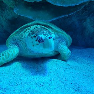 New England Aquarium - Center tank