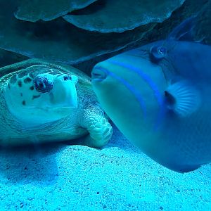 New England Aquarium - Center tank