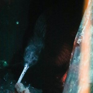 North Island brown kiwi (Apteryx mantelli)