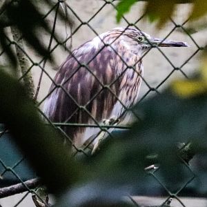 Malagasy pond heron (Ardeola idae)