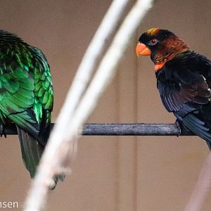 Carmine-fronted lory (Chalcopsitta scintillata rubrifrons) and Dusky lory (Pseudeos fuscata)