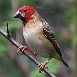 Red-headed quelea (Quelea erythrops)